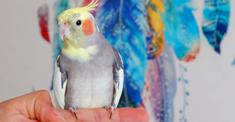 What Are The Initial Costs Of Owning A Cockatiel