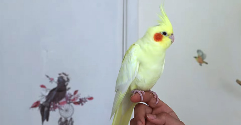 What Are The Ongoing Costs Of Owning A Cockatiel