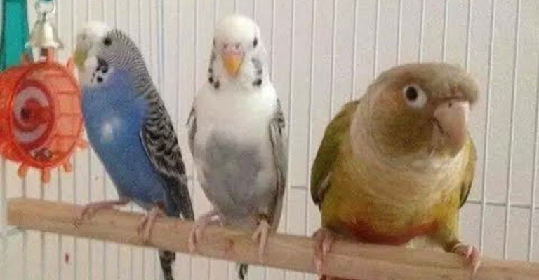 What Are the Space Requirements for Budgies and Canaries Living Together