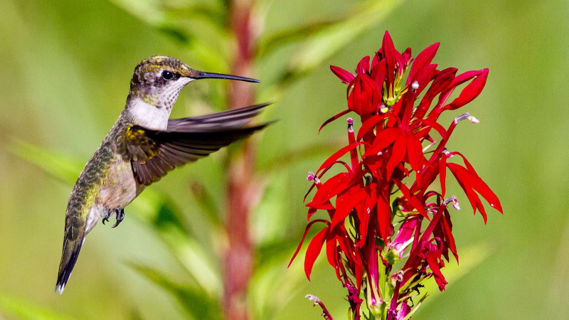 What Colors Do Hummingbirds See Best