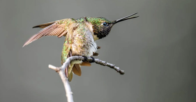 What Do Hummingbirds Sound Like