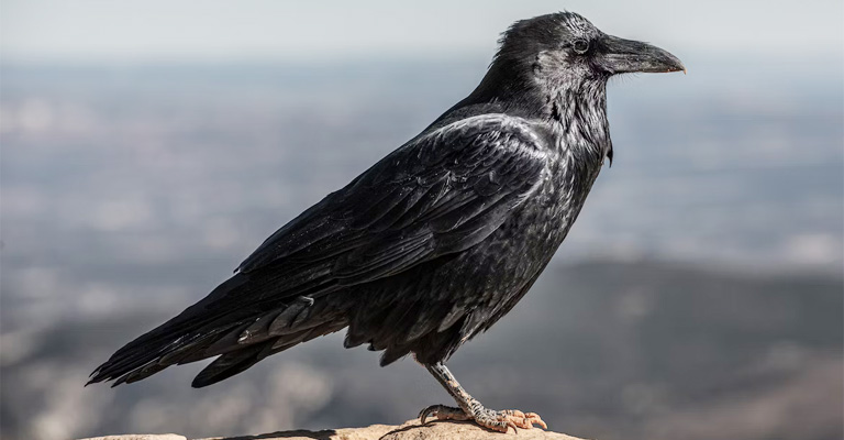 What Does Crow Symbolize