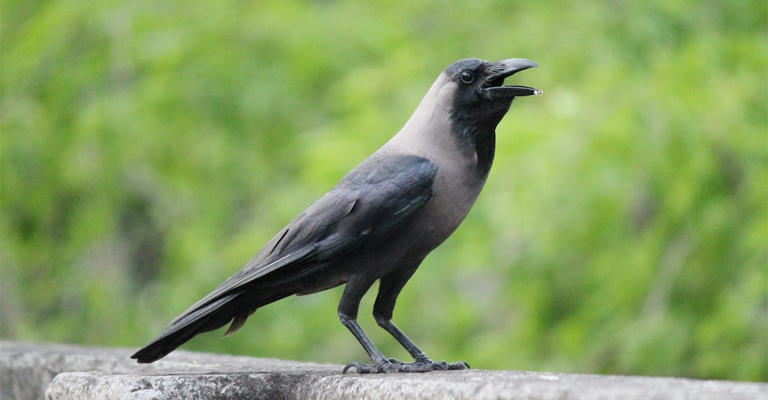 What Does Freeing a Crow's Tongue Mean