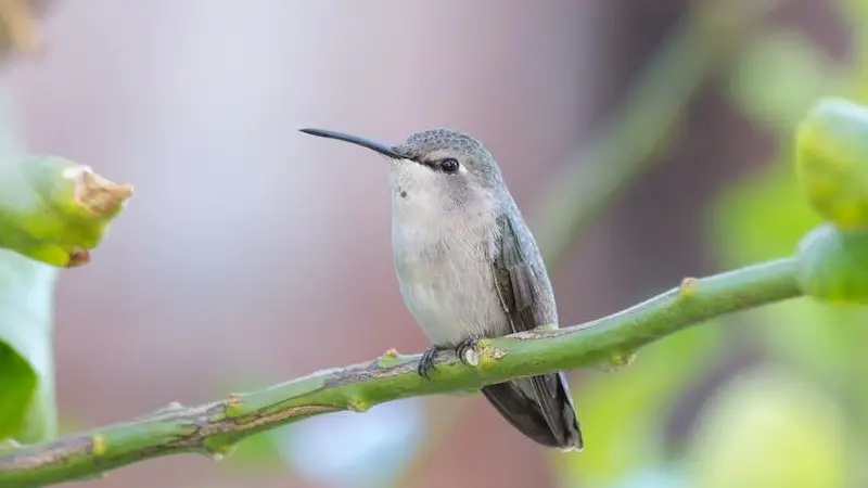 What Does It Mean If a Hummingbird Visits You