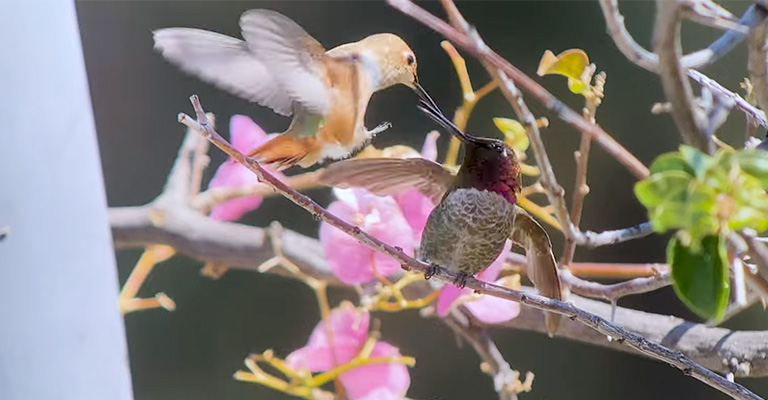 What Does It Mean When Hummingbirds Are Fighting