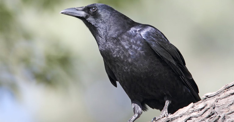 What Does It Mean When a Crow Crosses Your Path