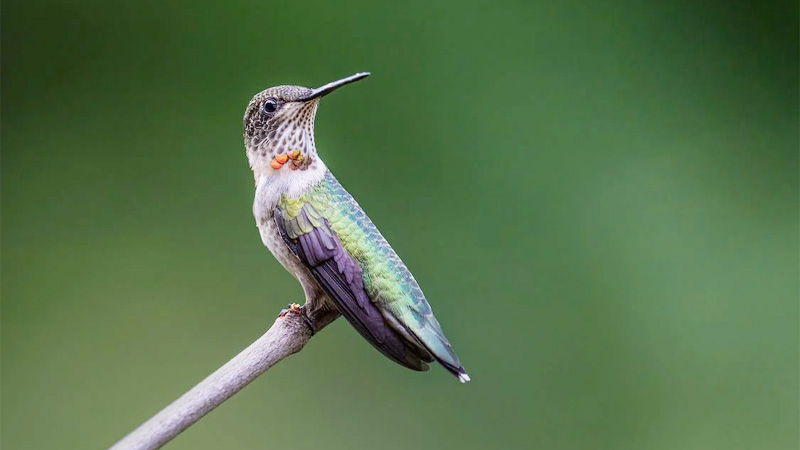 What Does a Hummingbird Symbolize Around the World