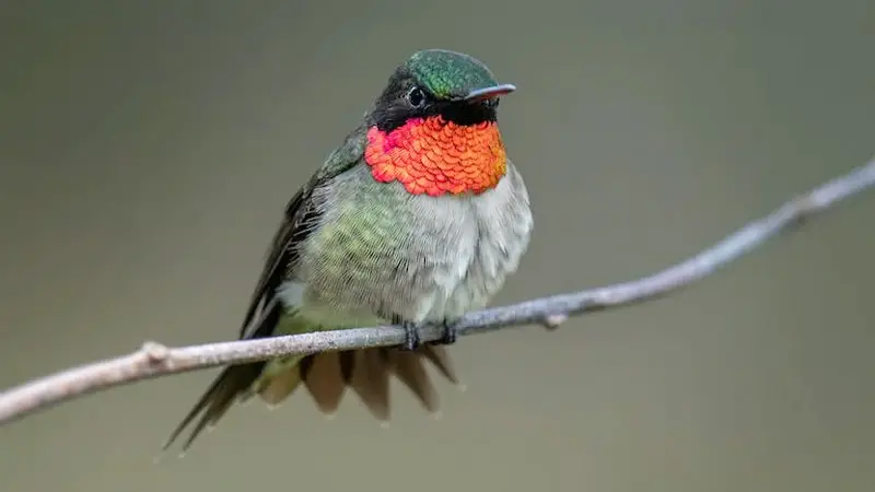 What Does a Hummingbird Symbolize in Literature