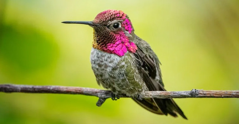 What Does a Pregnant Hummingbird Look Like