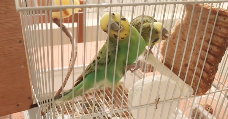 What If Parakeet Still Bites the Cage