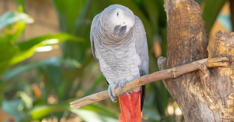 What Influences the Lifespan of an African Grey Parrot