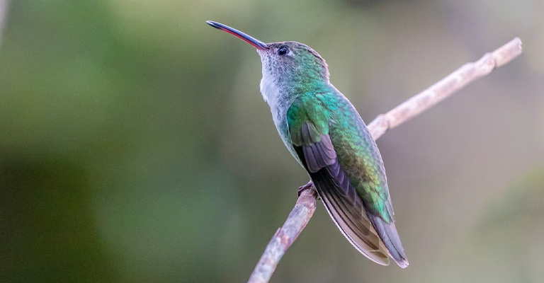 What Is The Sound Of A Hummingbird Called