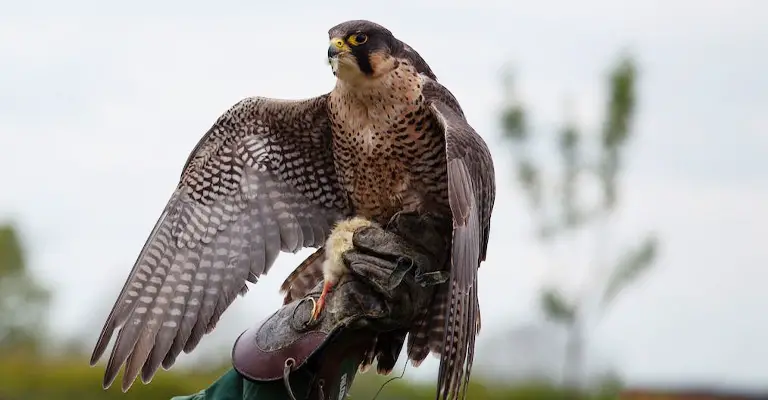 What Is the Average Lifespan of Hawks in Captivity