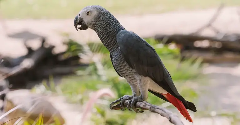 What Is the Lifespan of an African Grey Parrot in the Wild