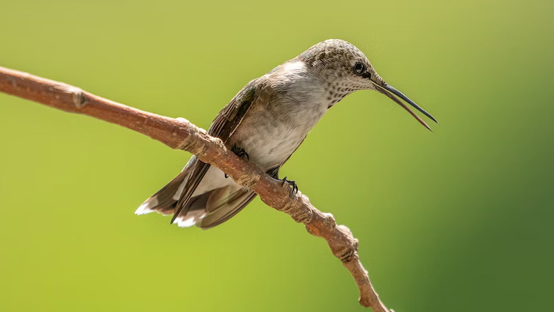 What Part of a Hummingbird Makes the Humming Sound