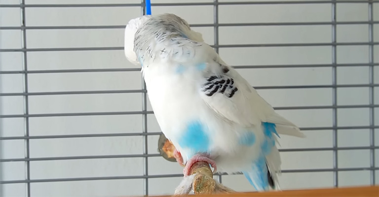 What Should You Do If Your English Budgie Faces the Wall