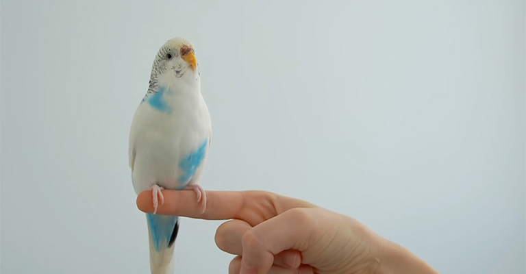 What Steps Can I Take To Help My Budgie Fly Better