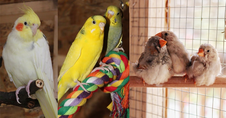 What To Consider When Housing Budgies And Canaries Together