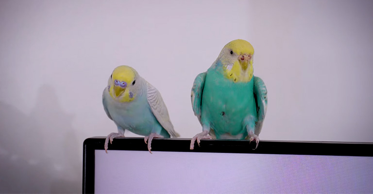 What To Do If My Budgie Not Moving