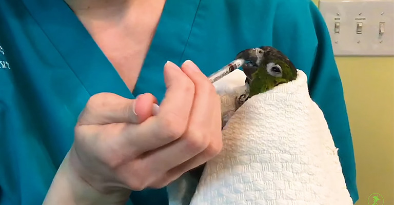 What to Feed an Injured Bird