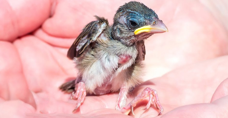 What To Feed An Injured Bird