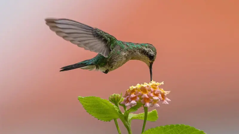 What Would Happen If There Were No Hummingbirds