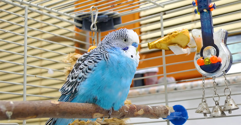 What are the Signs of A Lonely Budgie