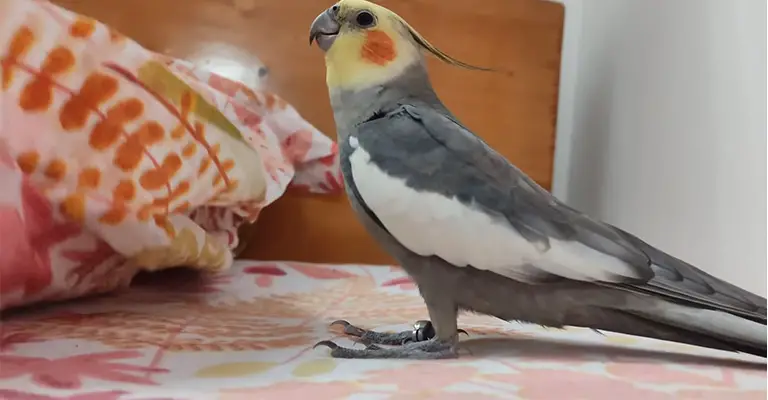 What to Do If Cockatiel Has Cold Feet
