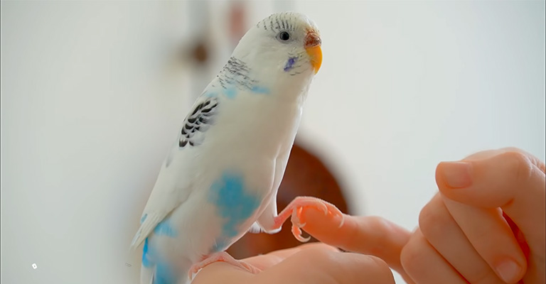 What to Do If My Budgie Is Lonely and Sad