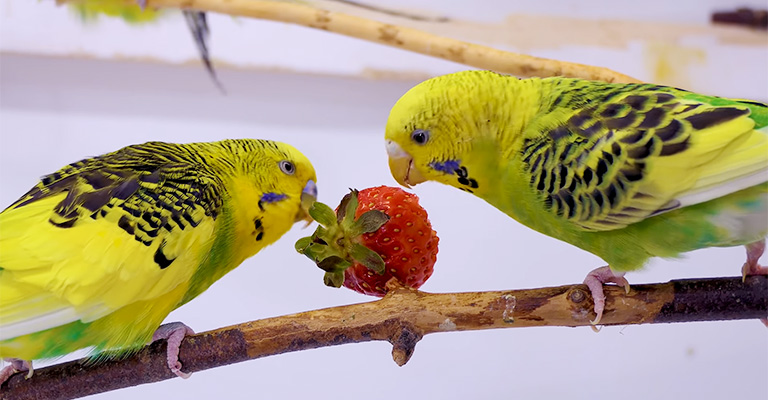 What to Feed a Molting Budgie