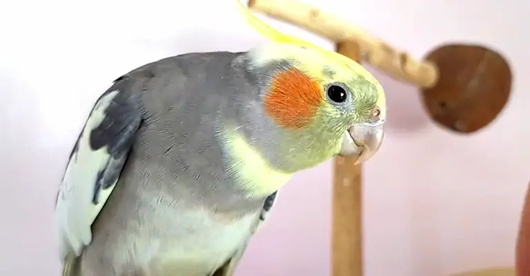 When Do Cockatiels Tap Their Beaks