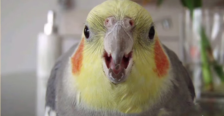 When Does Cockatiel Coughing Indicate A Serious Problem