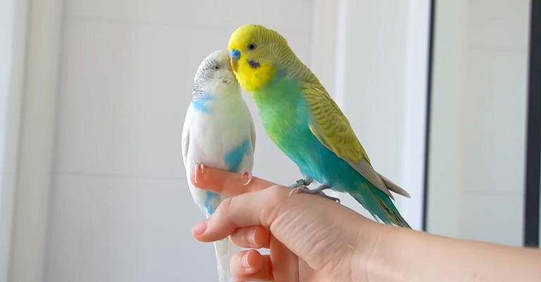 When Should I Be Concerned About My Budgie's Inability To Fly
