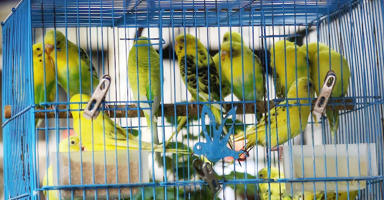 When Should You Introduce A New Budgie To The Flock