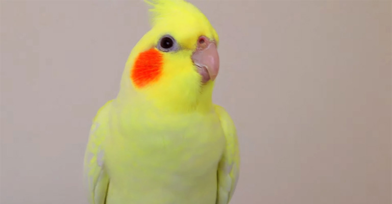 Where Can Cockatiels Catch Respiratory Infections