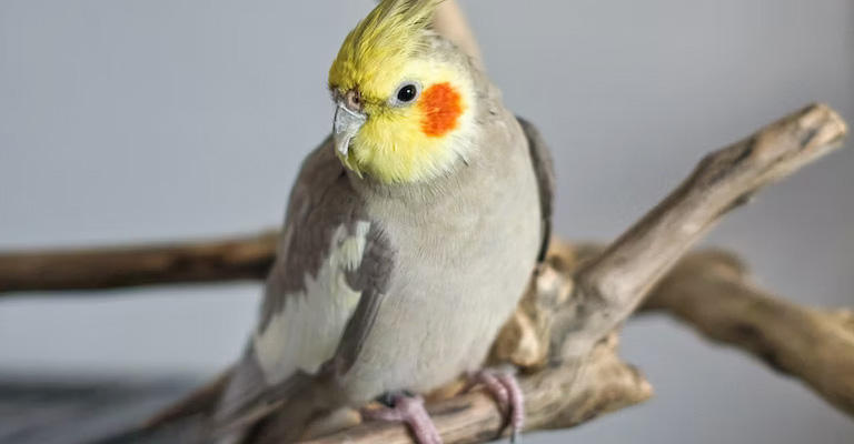 Where Can You Buy A Cockatiel