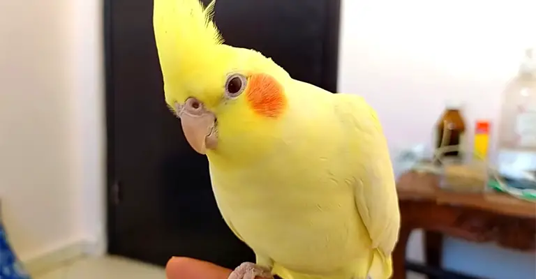 Where Do Cockatiels Tap Their Beaks