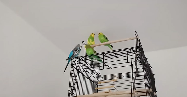 Where Should You Introduce A New Budgie To The Flock