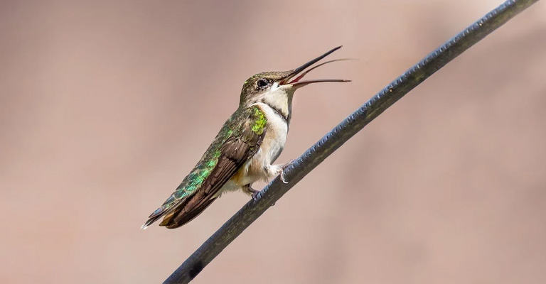 Which Hummingbirds Are the Best Singers