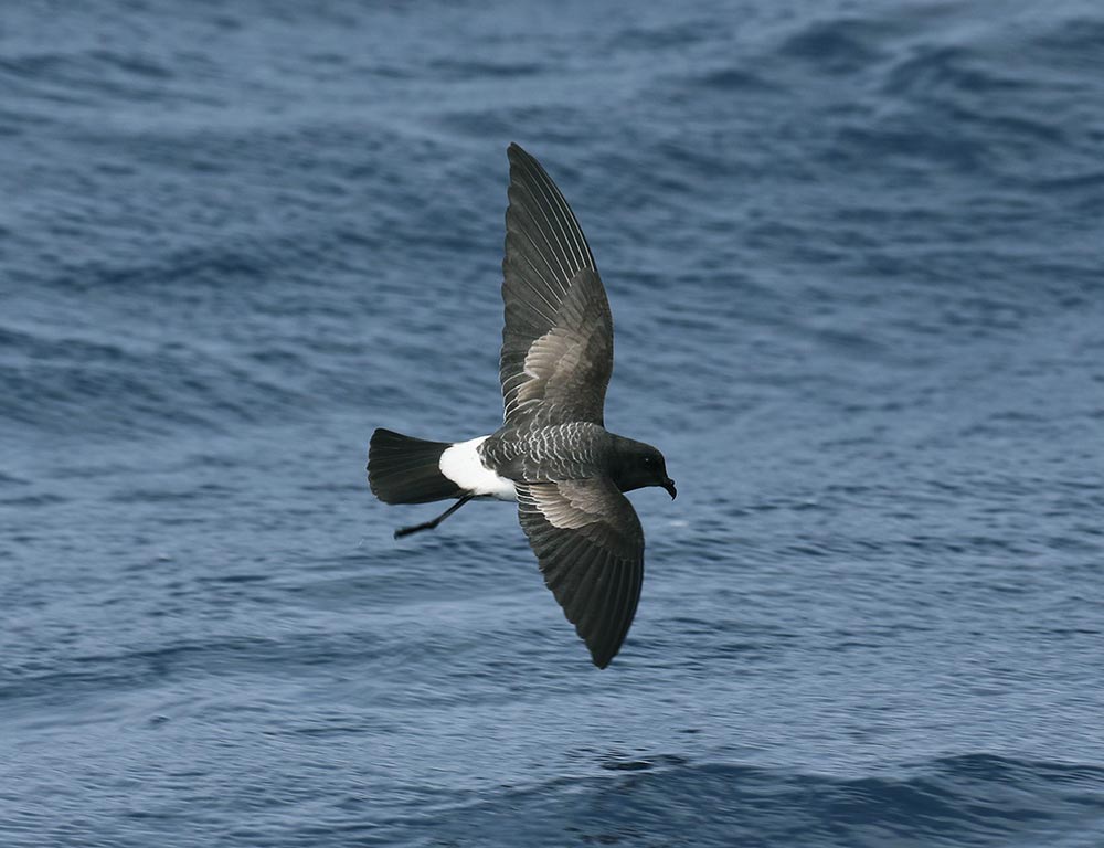 White-Bellied Storm Petrel