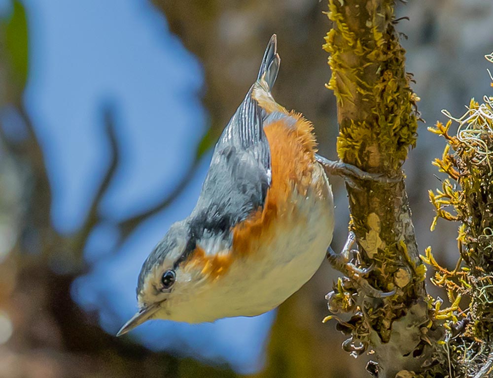 White-Browed Nuthatch