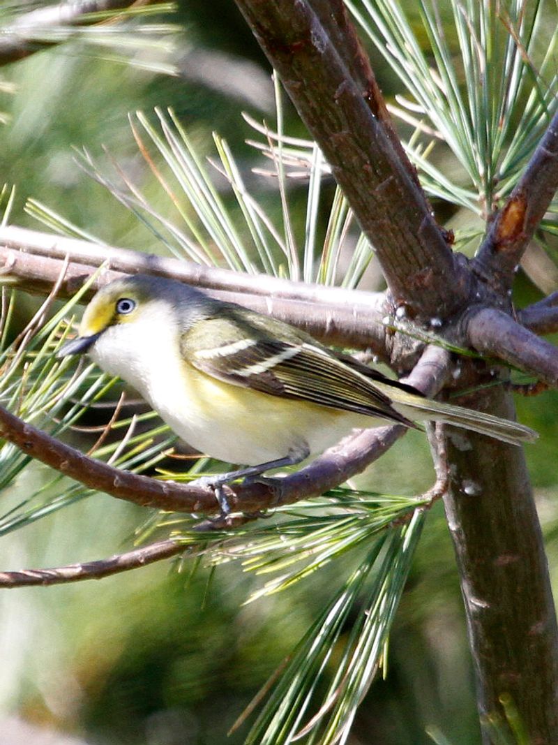 White-eyed_vireo__29