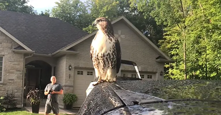 Why Are Hawks Hanging Around My House: Nature's Intricate Balance