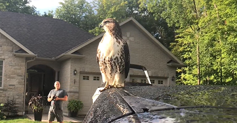 Why Are Hawks Hanging Around My House: Nature's Intricate Balance