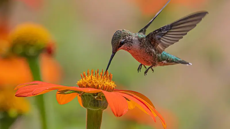 Why Are Hummingbirds Attracted To Red