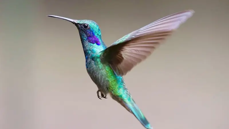 Why Are Hummingbirds Important to the Ecosystem