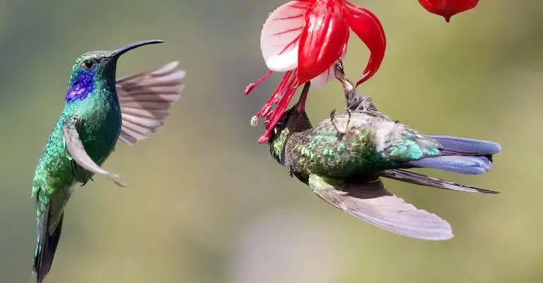 Why Are Hummingbirds So Territorial