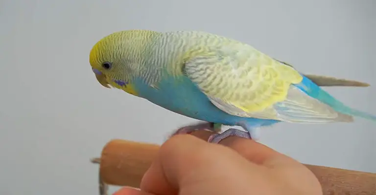 Why Can't My Budgie Fly Properly