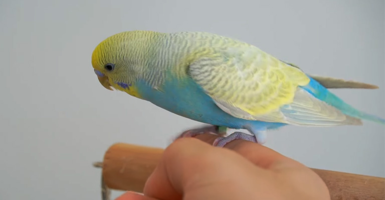 My Budgie Fly Properly