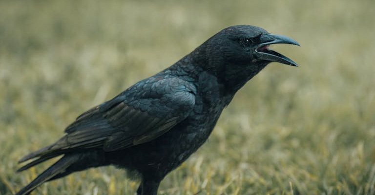 Why Crows Make Noise at Night